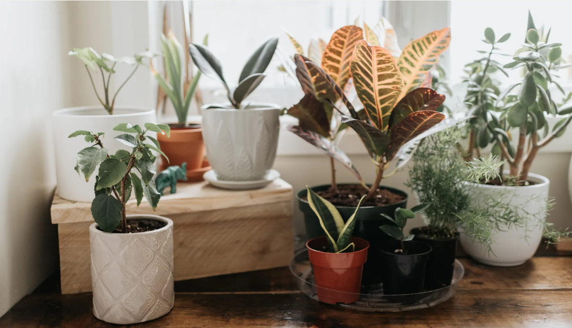 Best Low-Maintenance Indoor Plants for Beginners (and Busy People)
