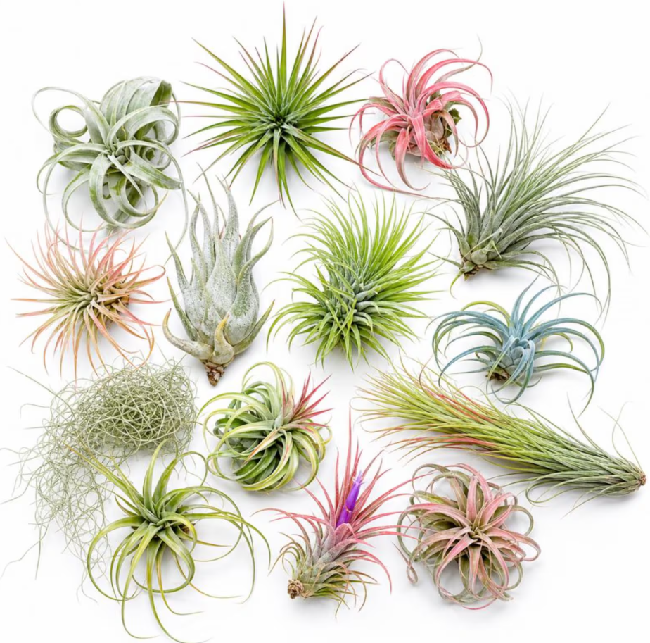How to Care for Air Plants: The Complete Beginner's Guide