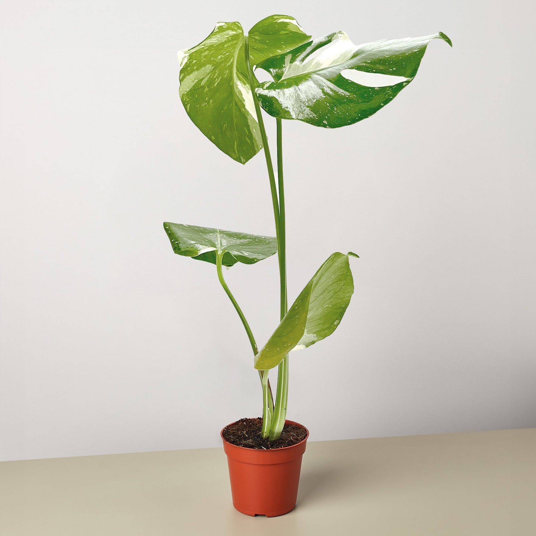 Rare Monstera Thai Constellation plant