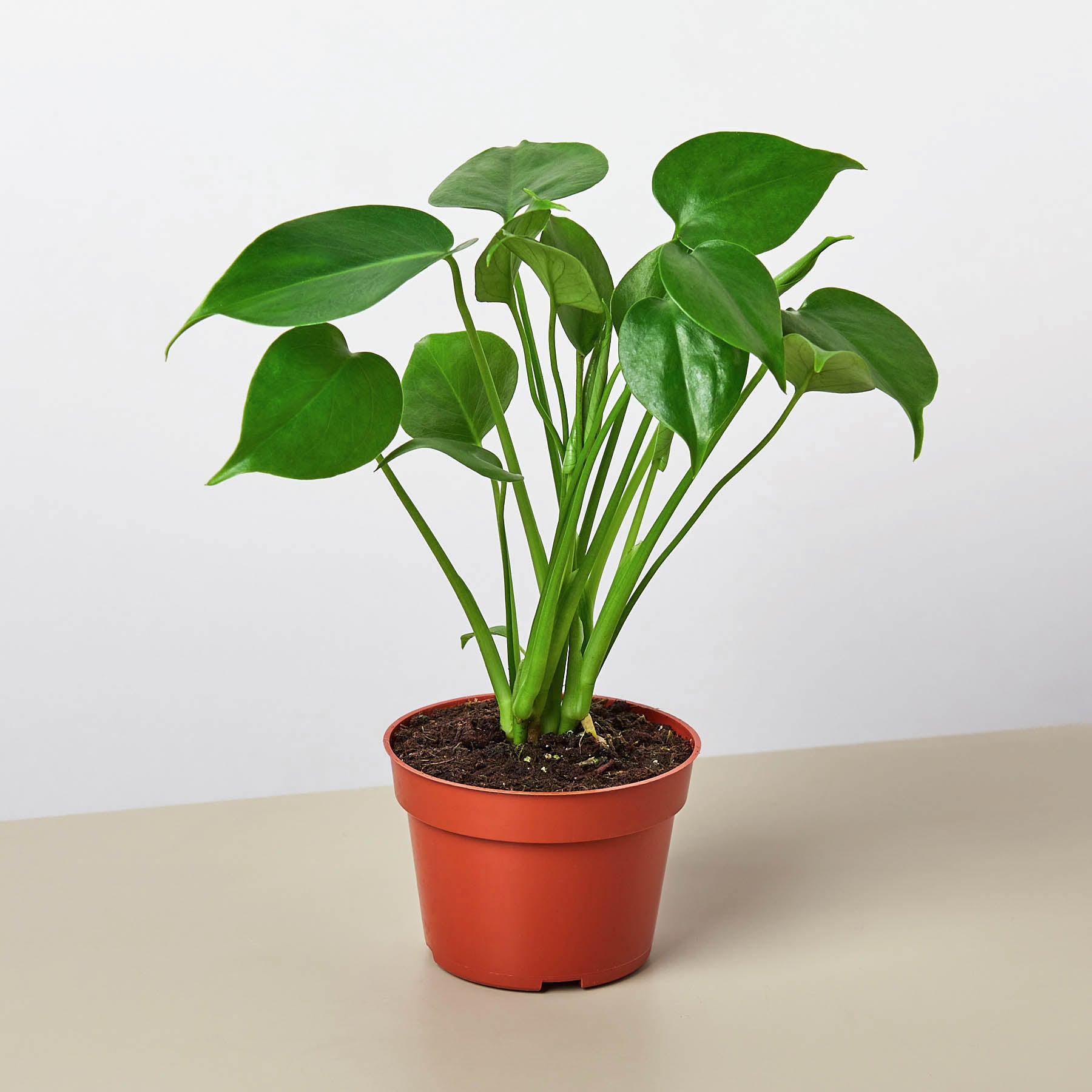 Living green houseplant collection