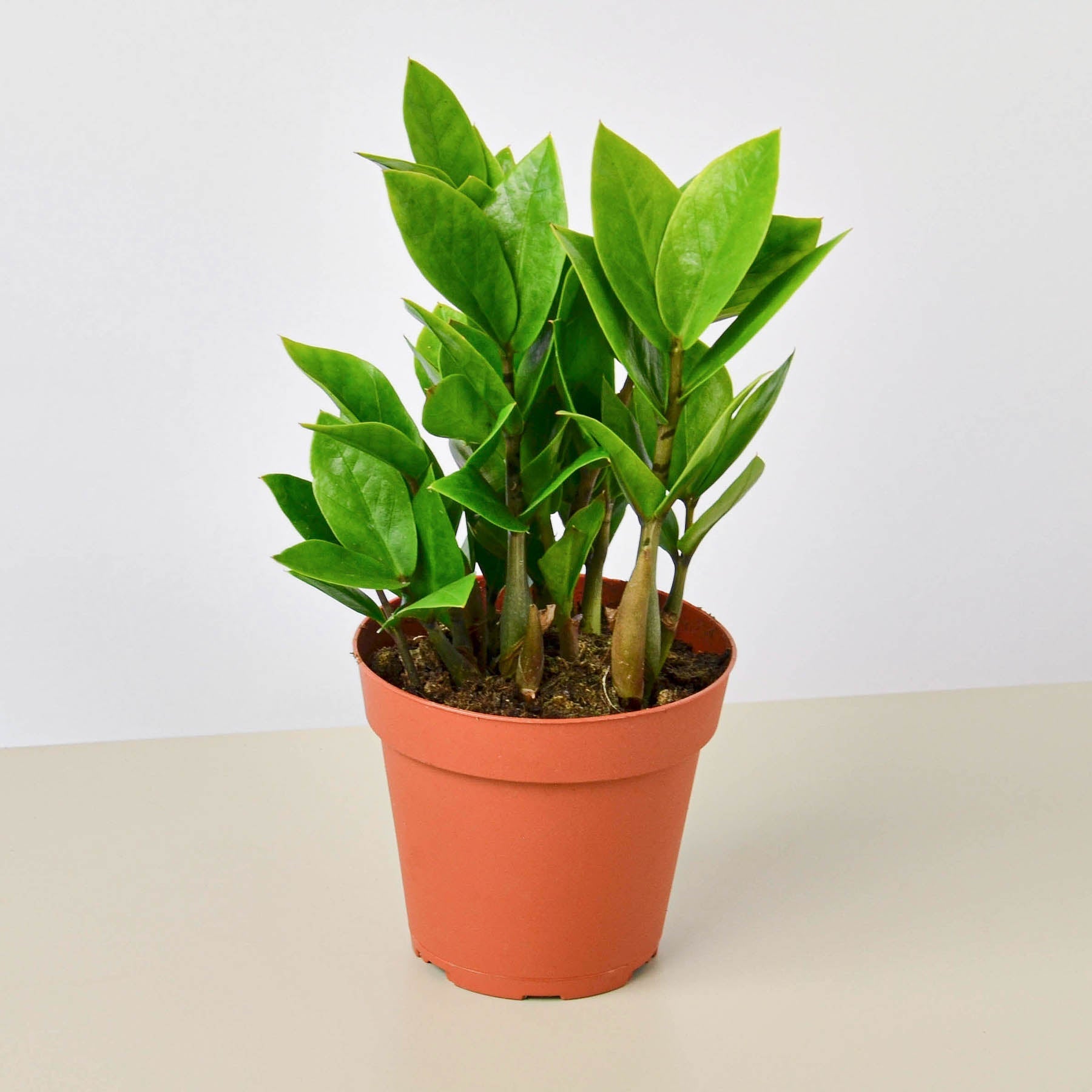 Easy-care ZZ plant
