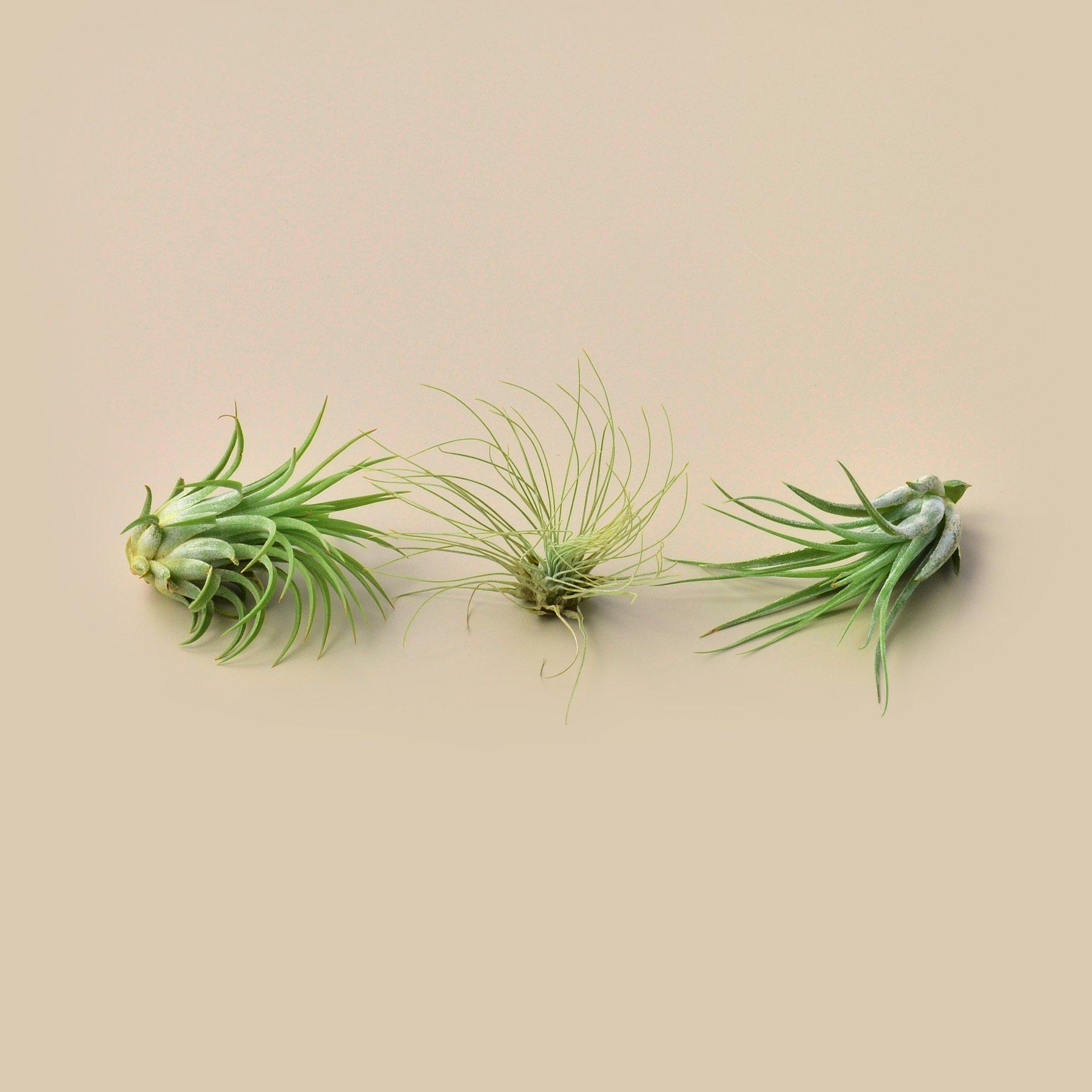 Tillandsia air plants arranged together