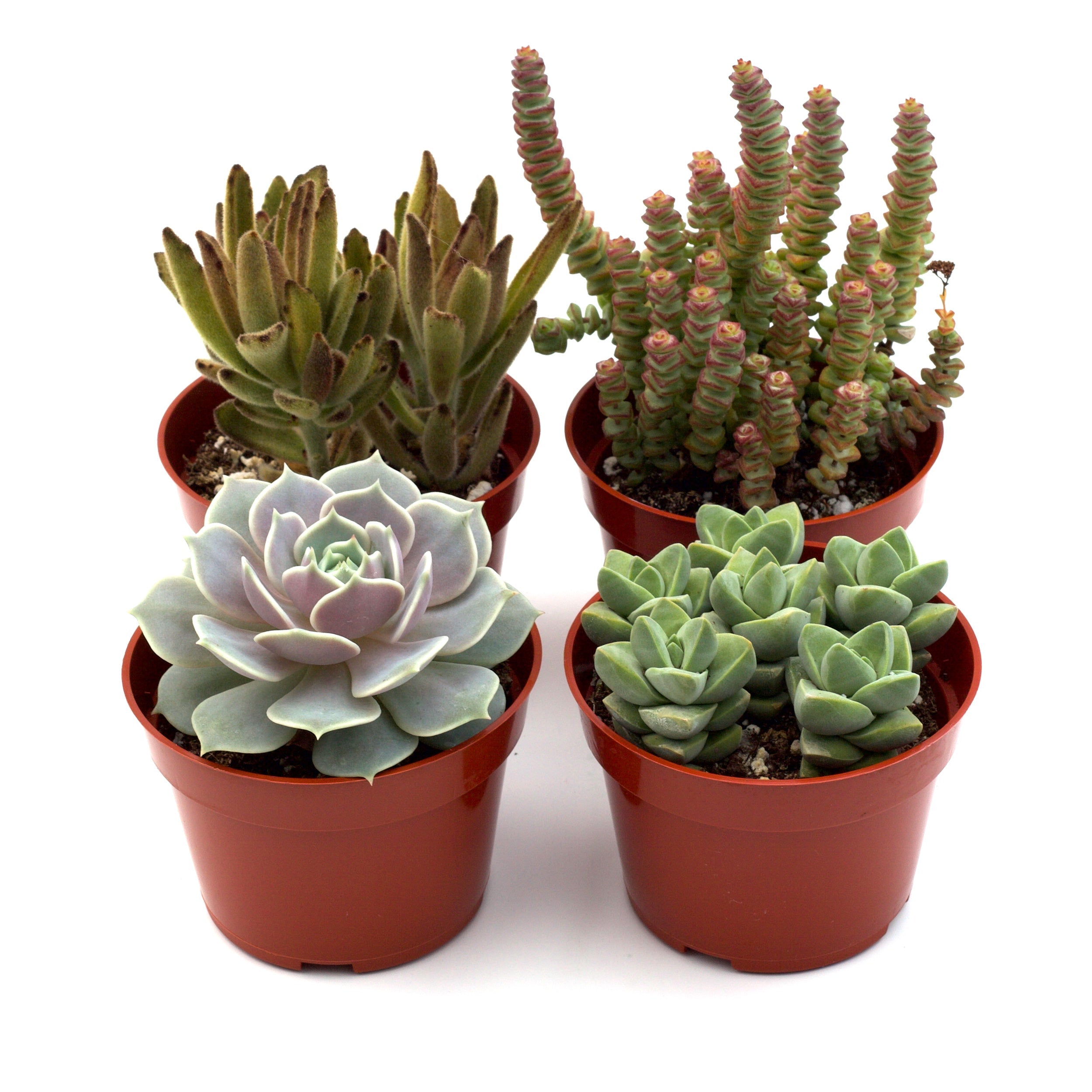 Assorted succulents and cacti