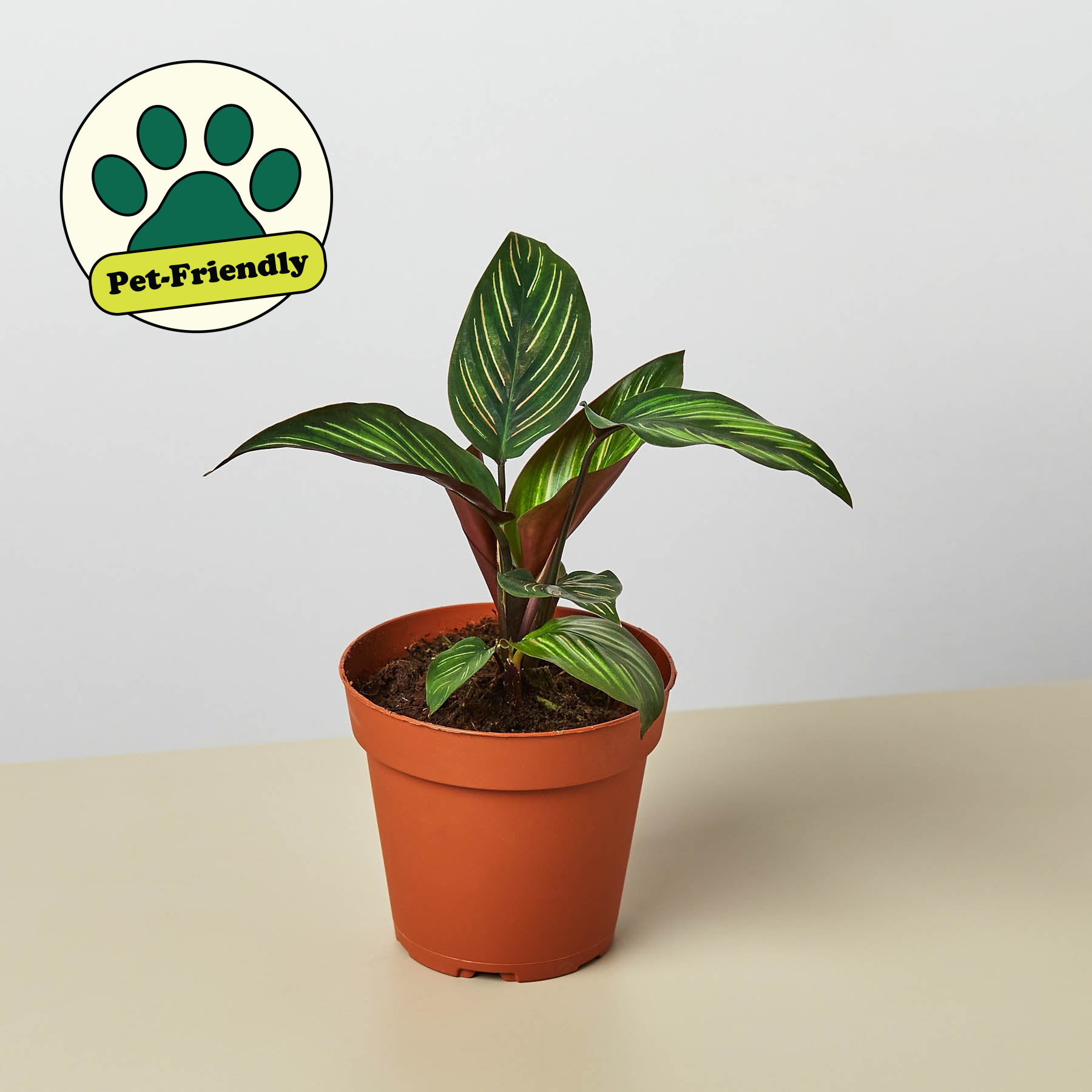 Pet-friendly Calathea Beauty Star plant