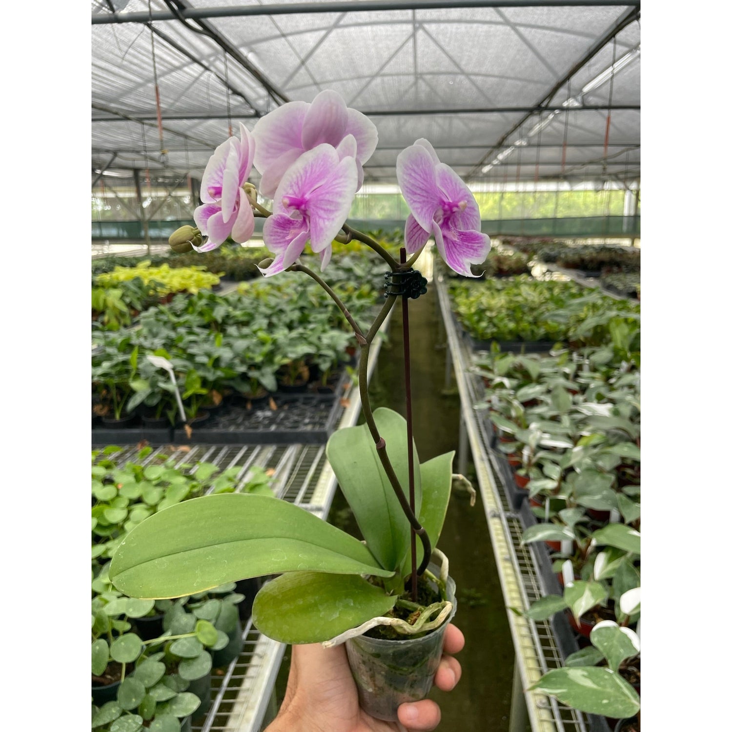 Orchid 'Light Pink Phalaenopsis'