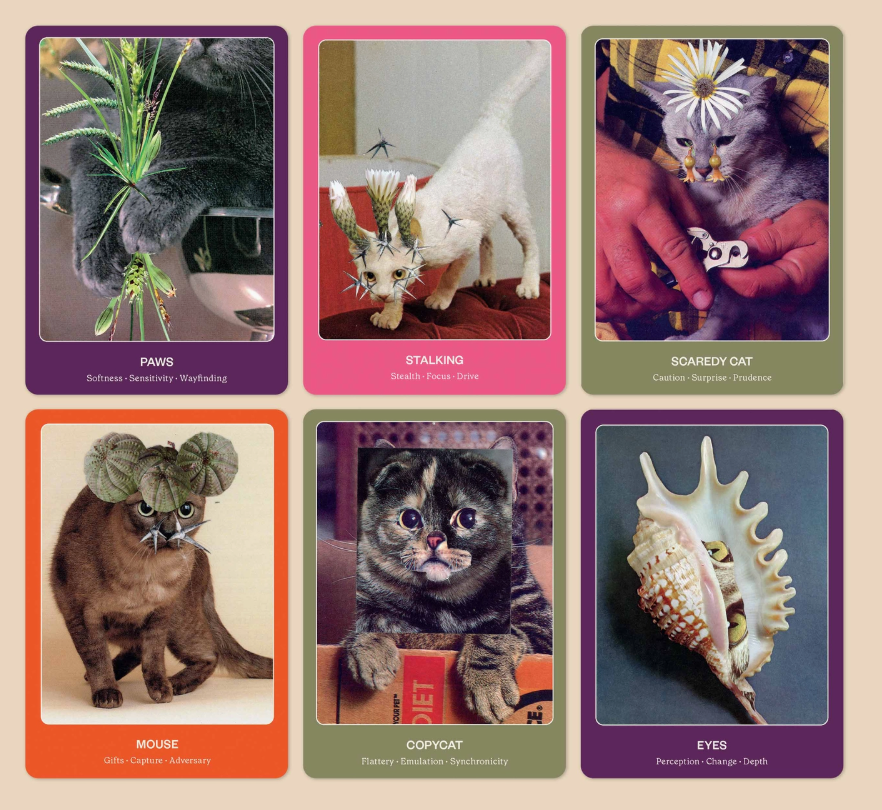 The Cat Oracle: 33 Card Deck & Guidebook