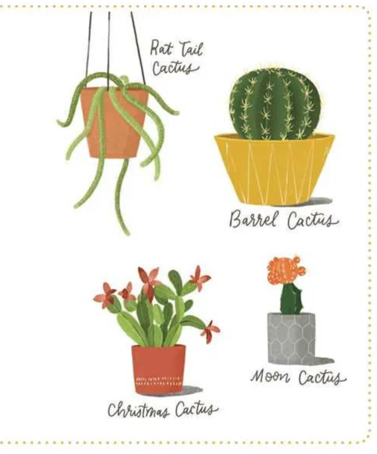 Never Put A Cactus in the Bathroom By Emily L. Hay Hinsdale Book