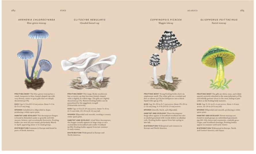Fungi Book by Ali Ashby and Lynne Boddy