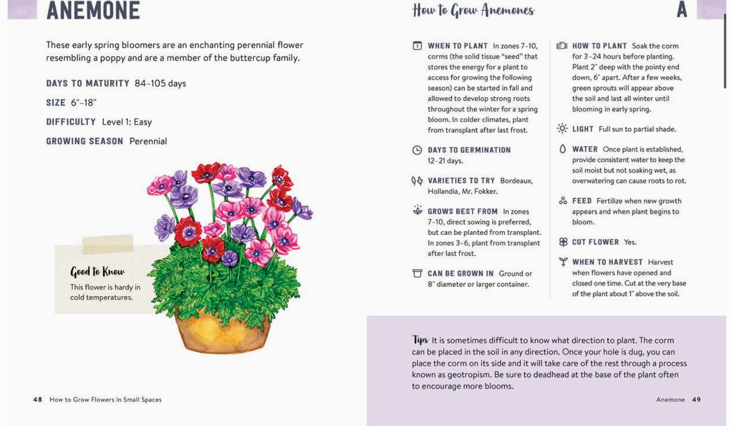 How To Grow Flowers in Small Spaces By Stephanie Walker