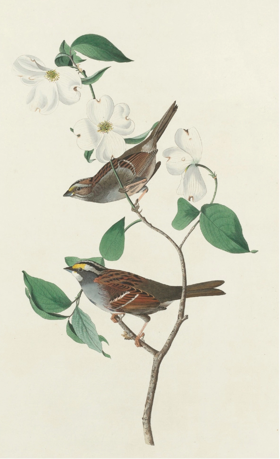 John James Audubon: Songbirds Boxed Notecard Assortment