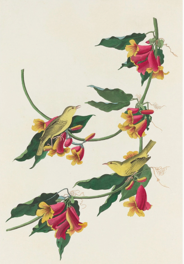 John James Audubon: Songbirds Boxed Notecard Assortment